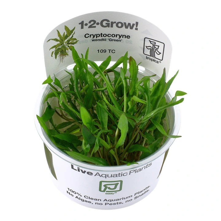 Tropica Cryptocoryne Wendtii Green 1-2-GROW